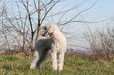BEDLINGTON TERRIER 093
